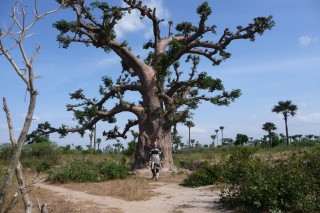 Baobab Baum