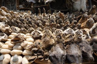 Schaedel auf dem Fetisch Markt in Lome