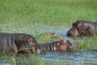 Nielpferde am Chobe Fluss