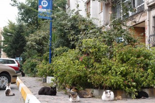 Katzen in Istanbul